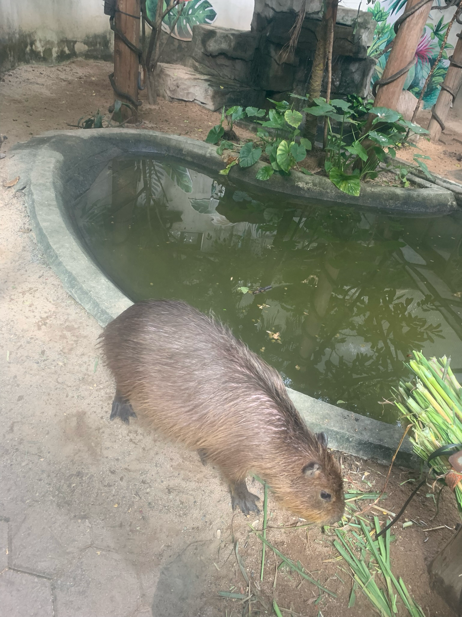 capybara.png