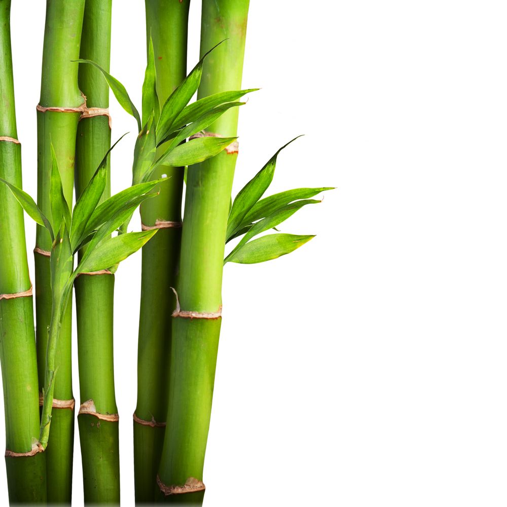 bamboo_107210384.jpg