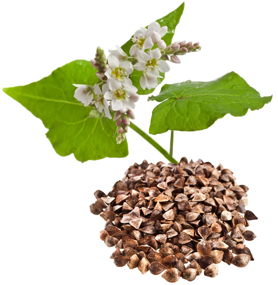buckwheat_142651798.jpg