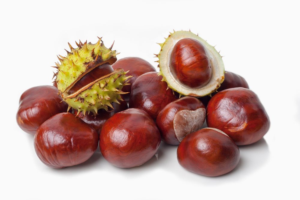 chestnut_117203815.jpg