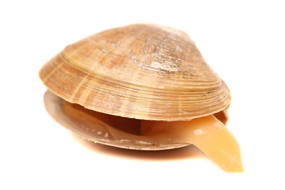 clam_383609269.jpg