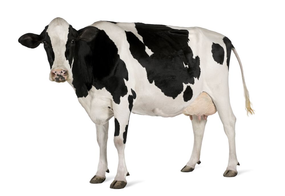 cow_55631443.jpg