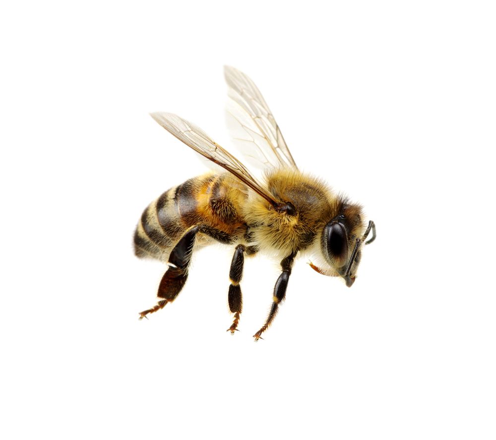 insect_269700524.jpg