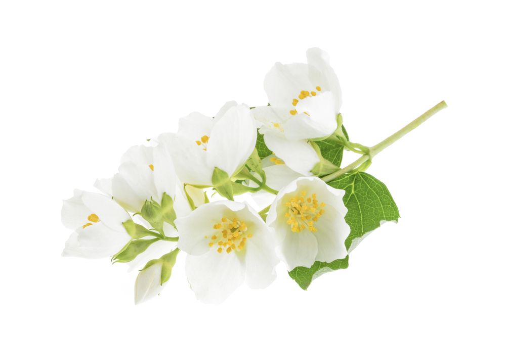 jasmine_429577711.jpg