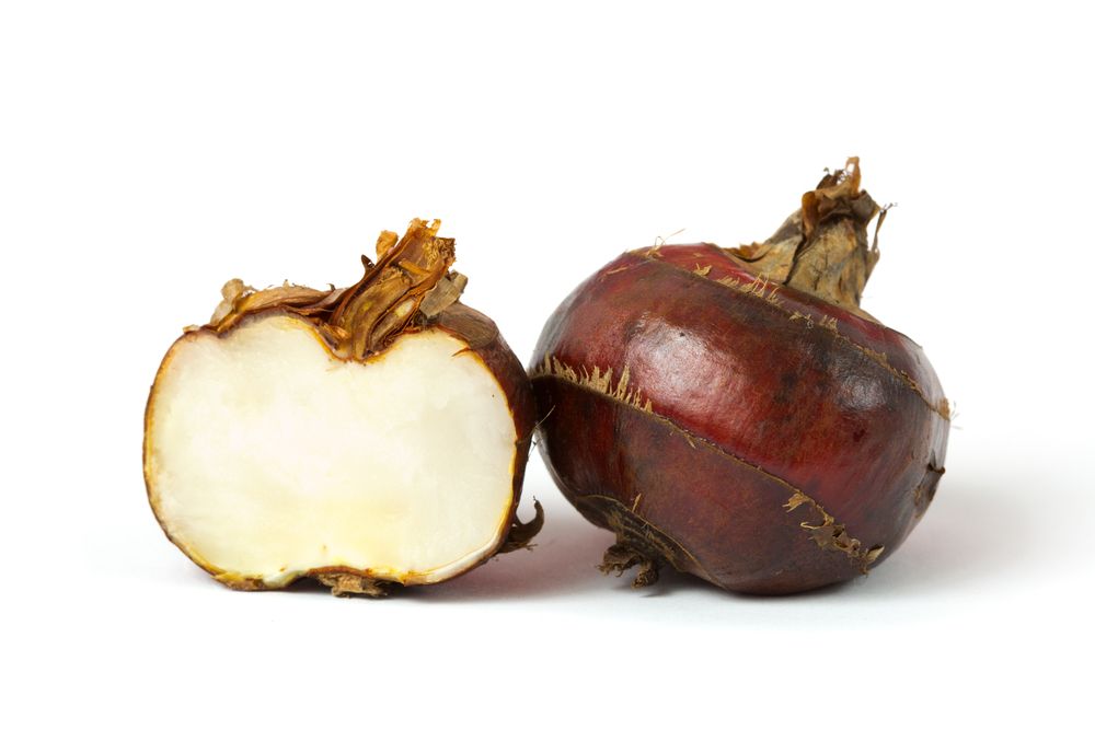 waterchestnut_104443388.jpg